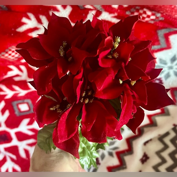 1 poinsettias red plant Christmas - Picture 13 of 13